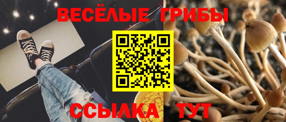 Псилоцибиновые грибы Psilocybine cubensis Нижний Новгород